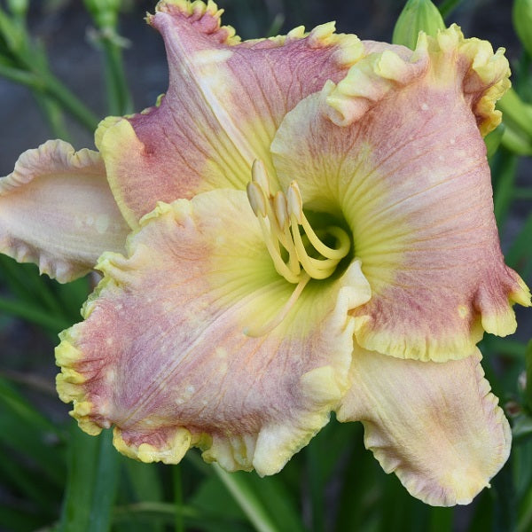 Donna Lynne's Delight is a salmon pink daylily from Sterrett Gardens with ruffled edge, F, DOR