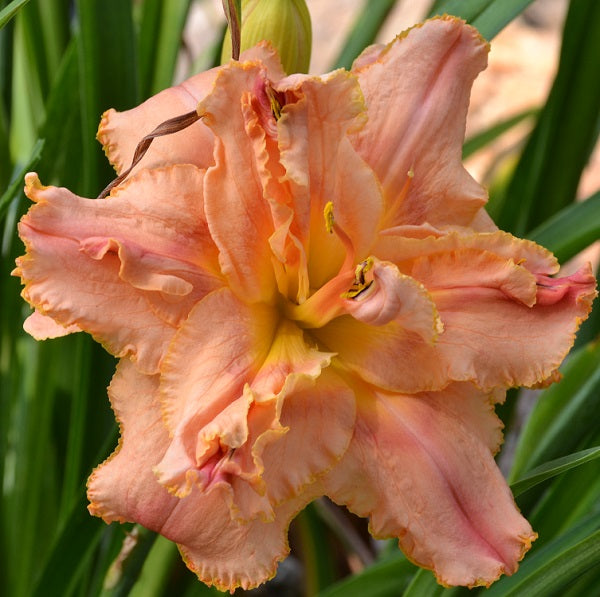Dorothy and Toto is a rose, peach cream daylily from Sterrett Gardens that is midseason, GT, F, Db, SEV