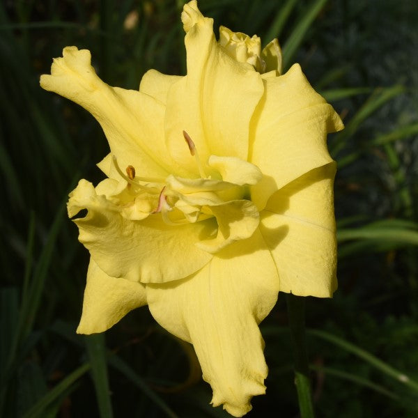 Double Banana Split is a medium yellow daylily from Sterrett Gardens that has a small GT, F, Db(98%), SEV