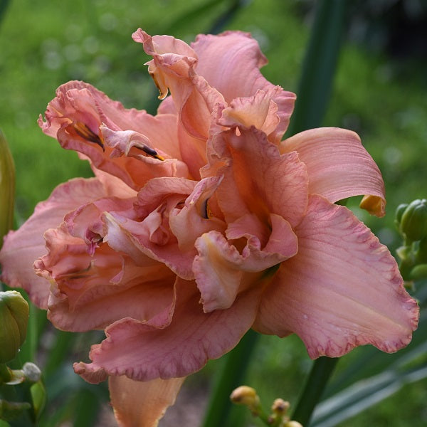 Double Explosion is a salmon daylily from Sterrett Gardens that is midseason with a wine red eye, double, fragrant