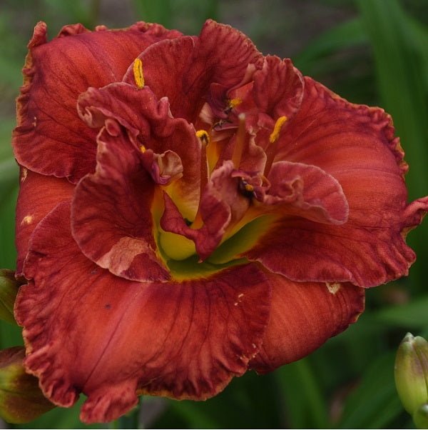 Double Hot Lover is an orange red daylily from Sterrett Gardens that is mid late with a yellow gold edge, double