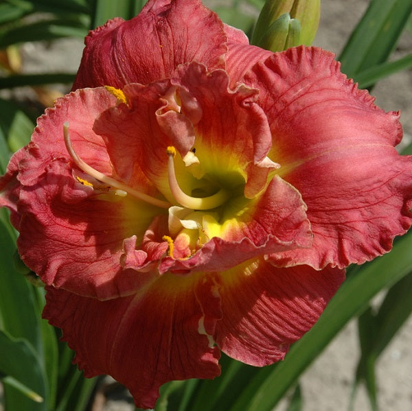 Double Image is a deep rose daylily from Sterrett Gardens that is early, double, very fragrant