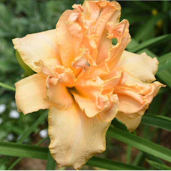 Double Peach Basket is a light pink daylily from Sterrett Gardens that is mid late with a slight orange tint, double, fragrant