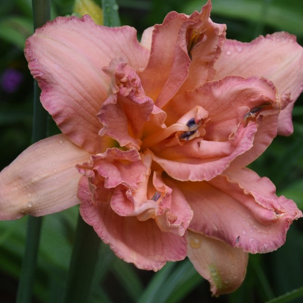 Double Pink Flamingo is a light pink daylily from Sterrett Gardens that is mid late, darker eye, double, fragrant