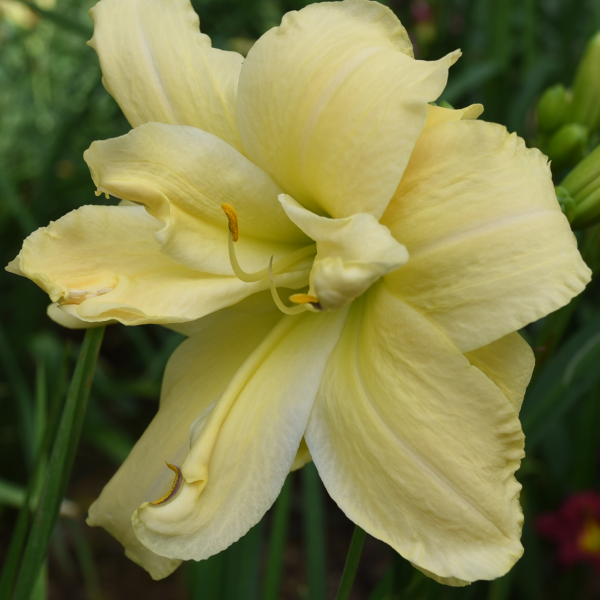 Double Cream Puff is a creamy white daylily from Sterrett Gardens that is mid late, double, fragrant