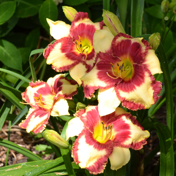 Down on the Corner is a pale yellow daylily from Sterrett Gardens that is early midseason, short with a red eye and wide edge, fragrant