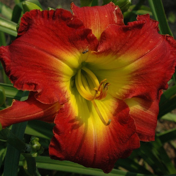 Dragon King is a mandarin red daylily from Sterrett Gardens that is early, short, GT, EV