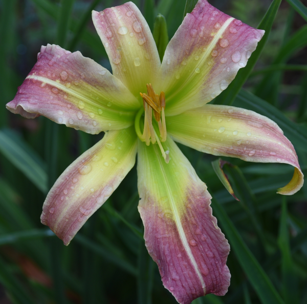 Dreaming of Oz is a rose pink daylily from Sterrett Gardens, early midseason with slightly darker chevron eye, cream midribs, GT, SEV