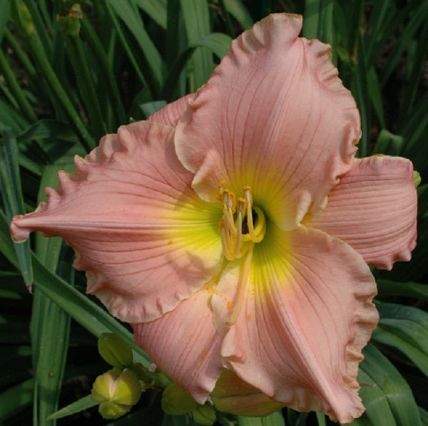 Dreamworld is a lavender pink daylily from Sterrett Gardens that is midseason with a bright halo
