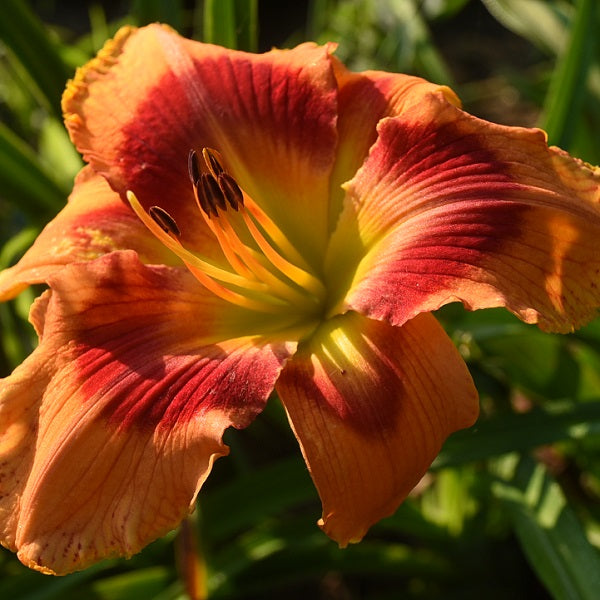 Drumline is a bright orange daylily from Sterrett Gardens that is mid late with a red eye, DOR