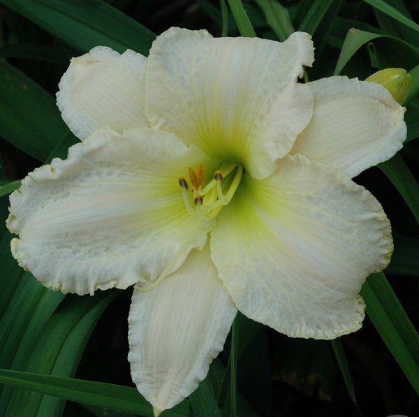 Early, large near white self, fragrant