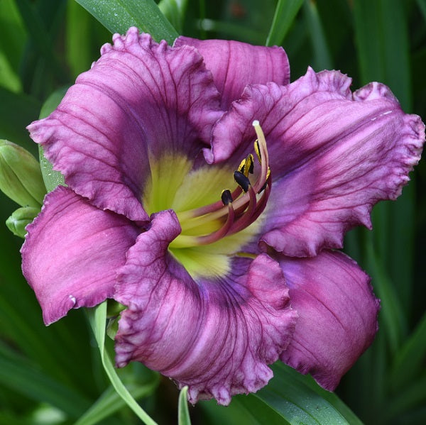 Echo Beach is a rose lavender daylily from Sterrett Gardens with broken eye pattern