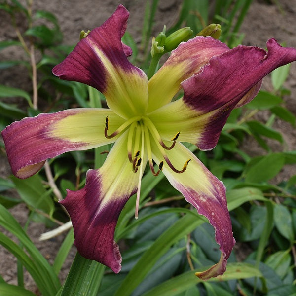 Ed's Purple Rain is a midseason, light pinkish purple bitone daylily from Sterrett Gardens with bluish halo, cream midribs