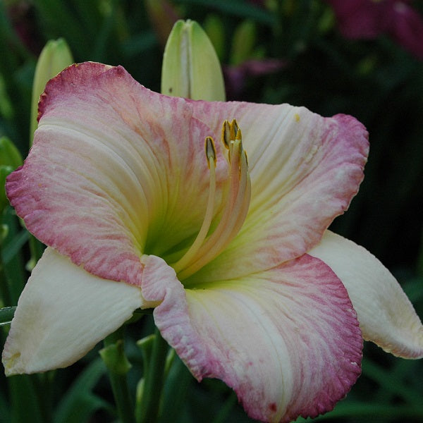 Edged in Pink is a midseason near white daylily from Sterrett Gardens with rose pink edge