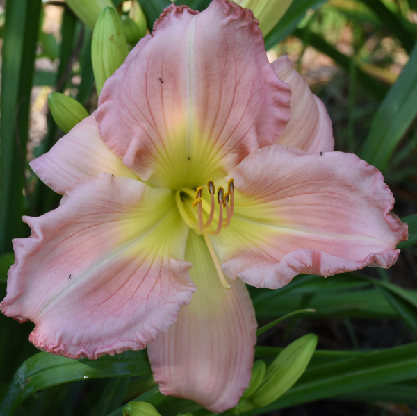 Edith Marie is a midseason, large, medium pink daylily from Sterrett Gardens with large green throat