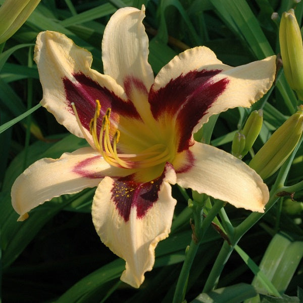Egyptian Queen is an extra early, large, pale peach daylily from Sterrett Gardens with purple eye