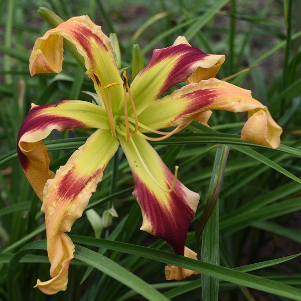 Electric Snake is a midseason, large cream pink daylily from Sterrett Gardens with red chevron, unusual form (crispate-cascade)