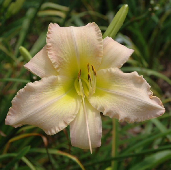 Elegant Finale is a very late, pastel orchid daylily from Sterrett Gardens with deep orchid eye