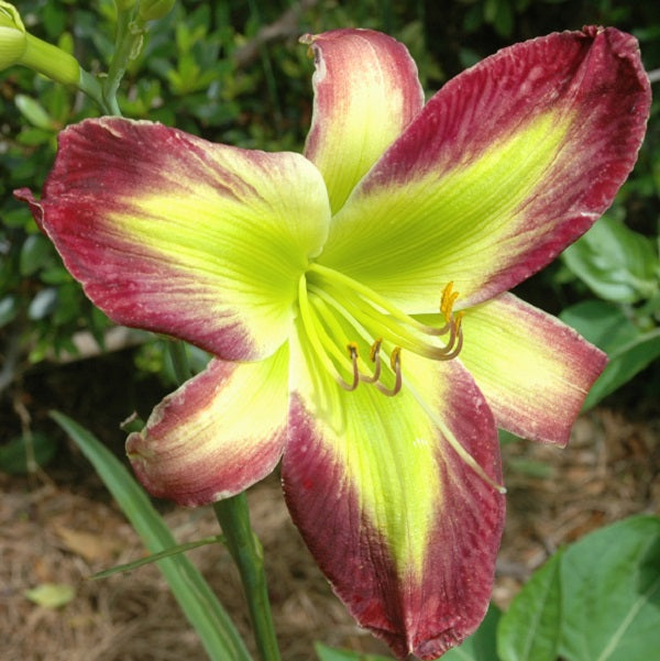 Emerald Stardust is a midseason, green and raspberry daylily from Sterrett Gardens