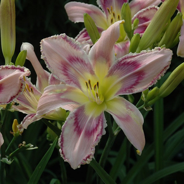 Entwined in the vine is a midseason, lavender pink daylily from Sterrett Gardens with multicolored patterned lavender violet eye, very fragrant, Stout Award 2018