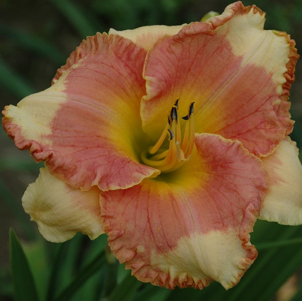 Eskimo Kisses is a midseason pale pink daylily from Sterrett Gardens with pink red eye and edge