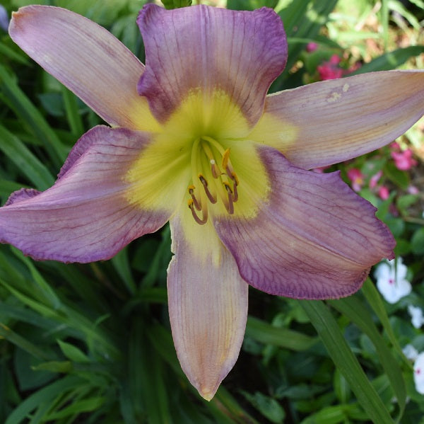 Essence of Violet is a mid-late, purple lavender bitone daylily from Sterrett Gardens with unusual form (spatulate), SEV