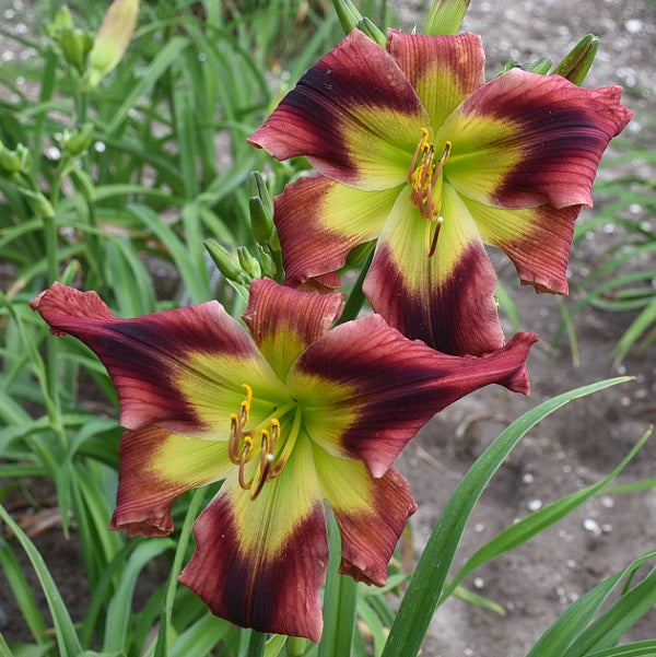 Everybody Loves Hans is an early midseason, light purple mauve daylily from Sterrett Gardens with deep purple triangular eye, unusual form (crispate)