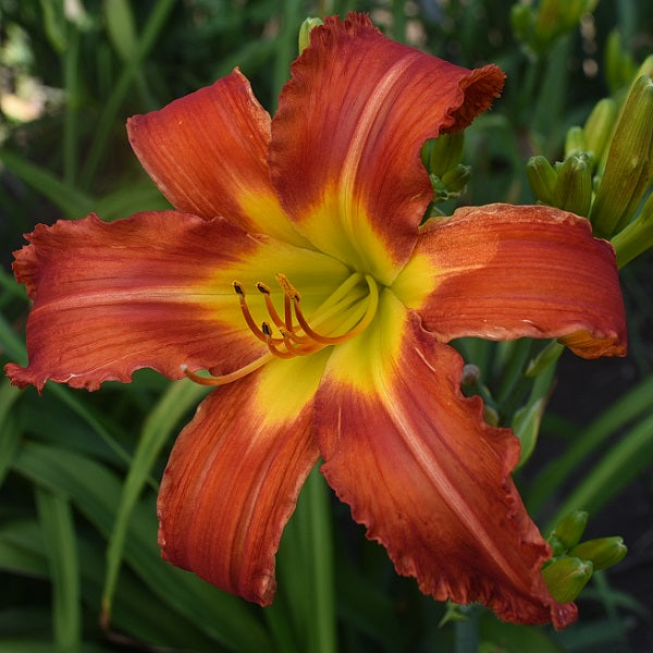 Eye of the Beerholder mid-late crimson daylily from Sterrett Gardens with yellow GT, unusual form (Cascade), DOR
