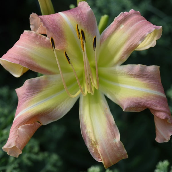 Face Time is a late, tall, pink to salmon pink daylily from Sterrett Gardens with unusual form (cascade)
