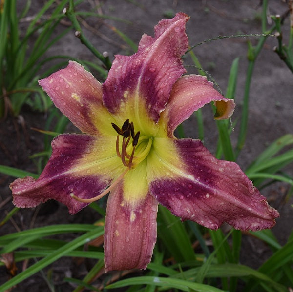 Far Away Trekker is a midseason, burgundy lavender daylily from Sterrett Gardens with a dark burgundy eye, unusual form (crispate)