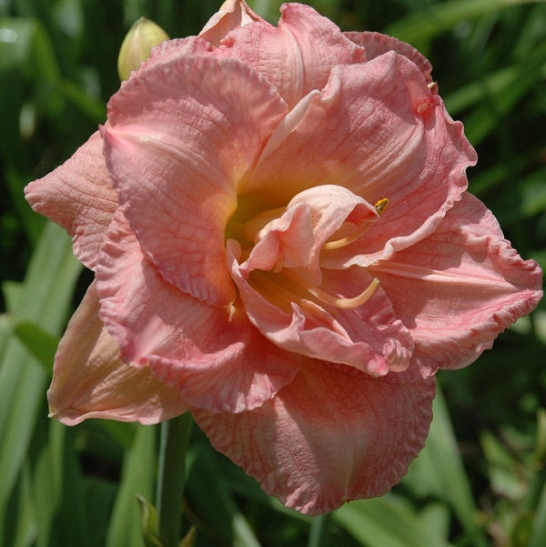 Fashion Bus is a mid-late, light rose pink daylily from Sterrett Gardens that is fragrant and double