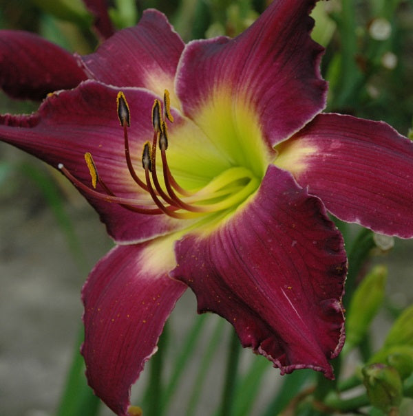 Fi, Fie, Foe, Fum is a midseason, tall, large, red purple daylily from Sterrett Gardens with unusual form (cascade) fragrant, Honorable Mention Award 2008