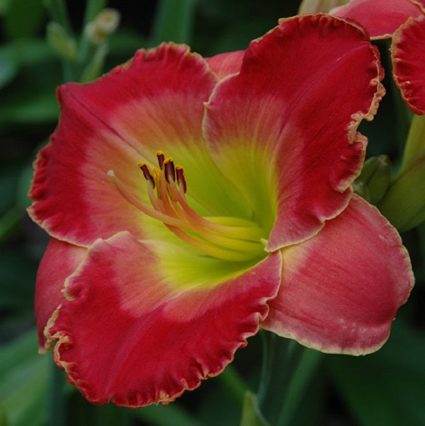 Fear Not is a midseason, chinese red daylily from Sterrett Gardens with red orange watermark, fragrant, Award of Merit 2014