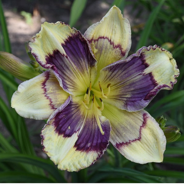 Festoons of Jupiter is a midseason, cream daylily from Sterrett Gardens with large radiating lavender blend eye, red rings around eye