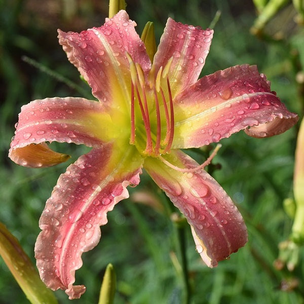 Fetching is a mid late, salmon-rose daylily from Sterrett Gardens with slight watermark, light edges, unusual form (cascade)