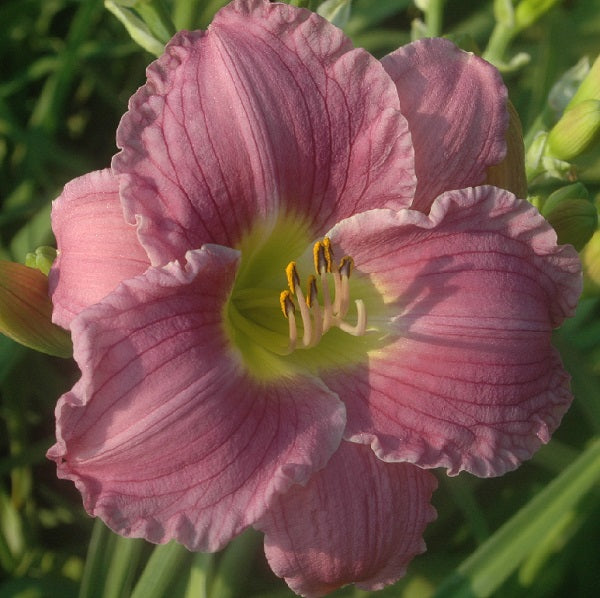 Fiordiligi is a midseason, violet self daylily from Sterrett Gardens