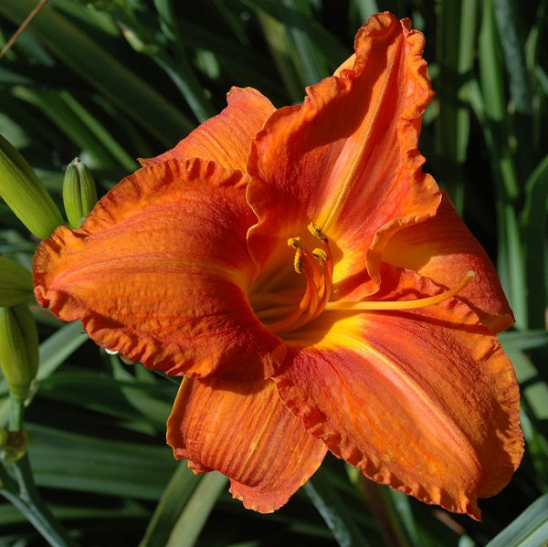 Fire King is a midseason, brilliant orange self daylily from Sterrett Gardens with orange throat, DOR