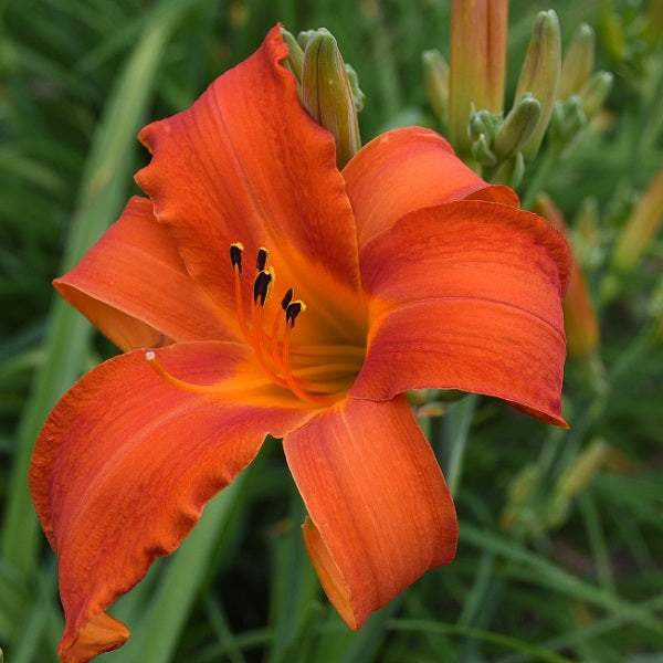 Firestorm Blaze is a mid late, tall, large intense orange daylily from Sterrett Gardens with fragrant, UF(Crispate)