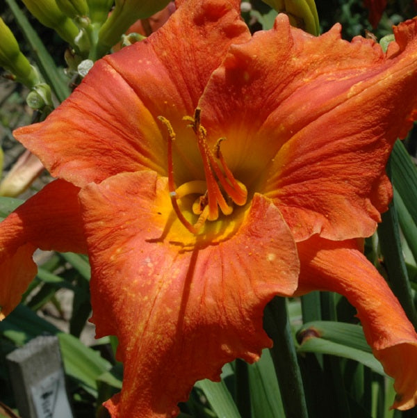 Fit to Eat is an early midseason, carrot red daylily from Sterrett Gardens