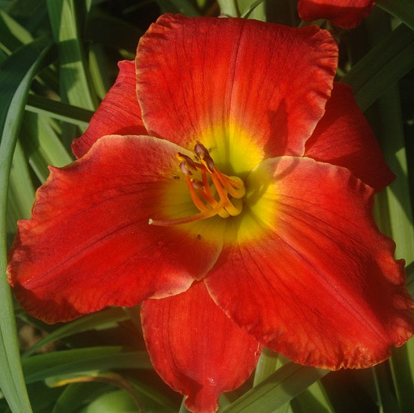 Flame of Hades is a mid late, tall, flame red self daylily from Sterrett Gardens