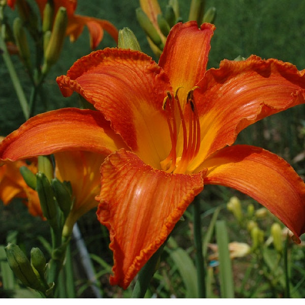Flaming Sunset is a late, short, large orange blend daylily from Sterrett Gardens