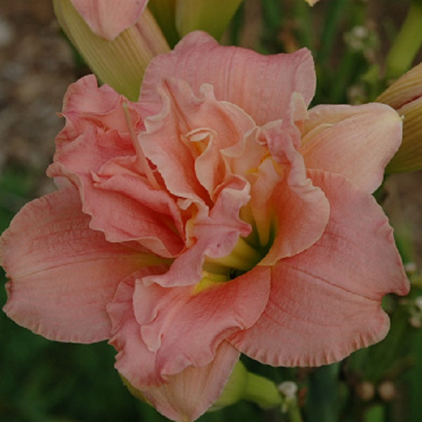 Flamingo Dance is a midseason, short, bright rose self daylily from Sterrett Gardens this is double (100%)