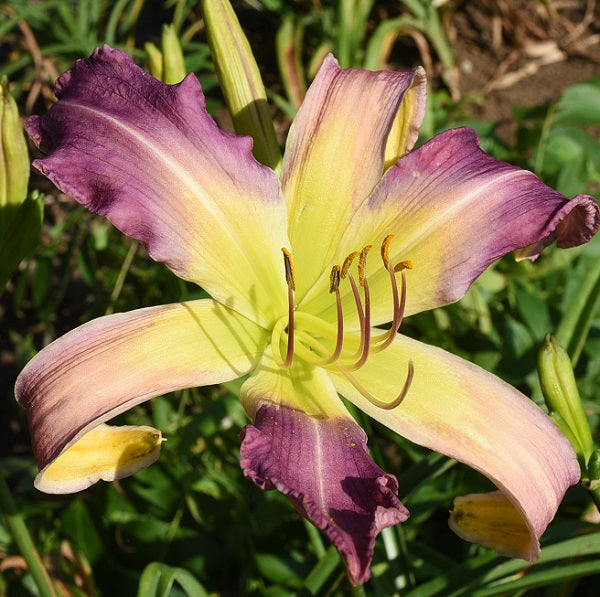 Flirting with Monkeys is an early, large, dark lavender bitone daylily from Sterrett Gardens with faint watermark