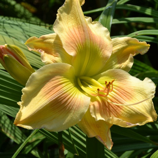 Flying Dipper is an early midseason, light yellow-cream daylily from Sterrett Gardens with bluish rose eye