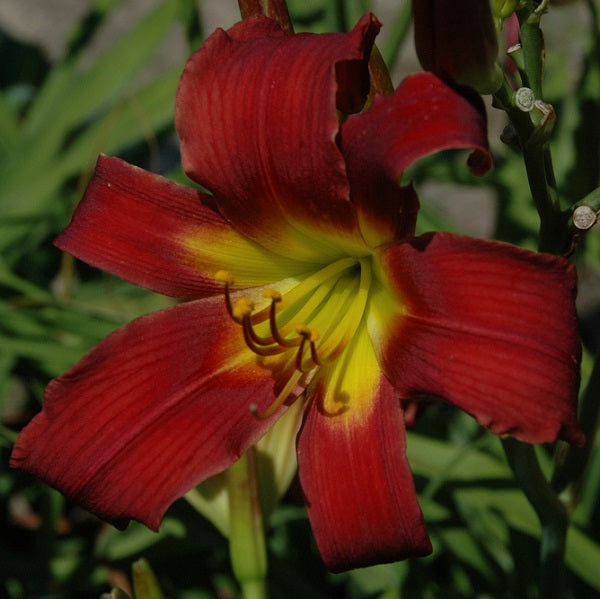 Flying Monkeys is an early midseason dark red self daylily from Sterrett Gardens with chartreuse GT, VF, DOR, HM 2020