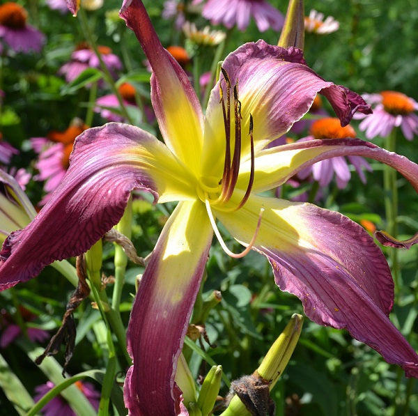 Flying Purple People Eater is a midseason, large purple self daylily from Sterrett Gardens with unusual form (cascade), Honorable Mention Award 2018