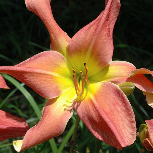 Flying Trapese is a midseason, nasturtium orange/coral blend daylily from Sterrett Gardens with unusual form (crispate-cascade), Honorable Mention Award 2009