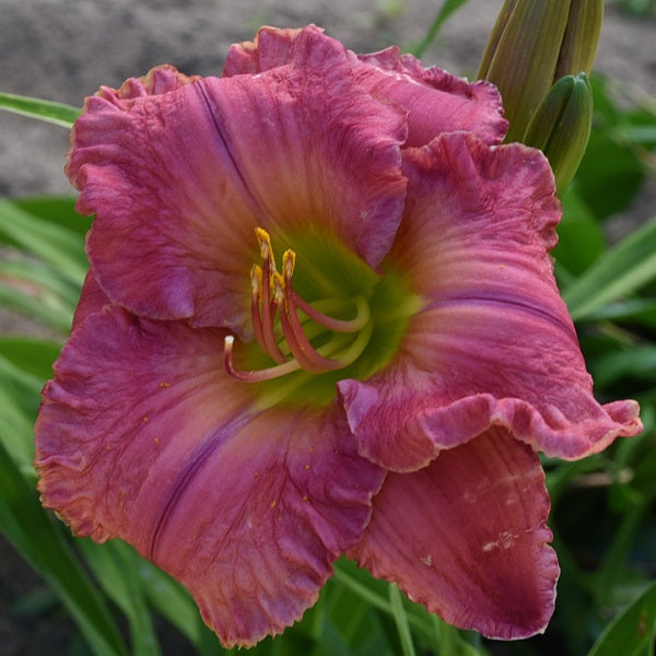 Forbidden Pleasures is an early midseason, orchid rose daylily from Sterrett Gardens that is pleated