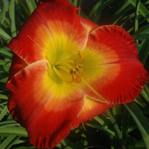 Forever Redeemed is an early midseason, short, red daylily from Sterrett Gardens with lighter salmon red watermark, fragrant, Honorable Mention Award 2007