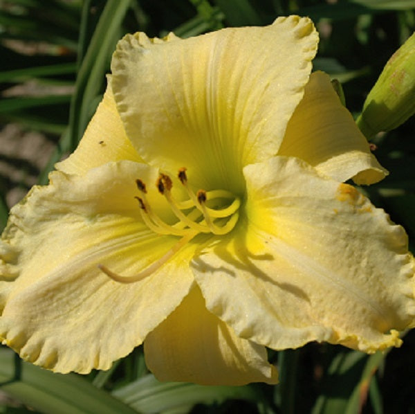 Forsyth Evening Glow is a late, yellow polychrome daylily from Sterrett Gardens that is fragrant